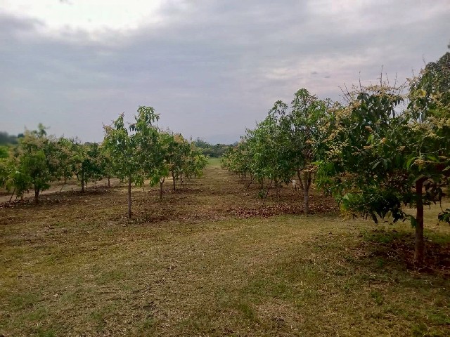 ขายที่ดิน สวนมะม่วง ลำพูน เนื้อที่ 16-0-34 ไร่ ต.เหล่ายาว อ.บ้านโฮ่ง จ.ลำพูน
